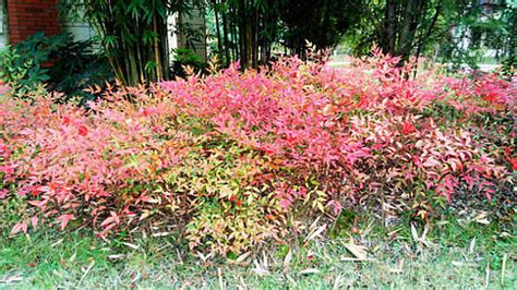 南天竹寺|南天竹(嘉義植物園)